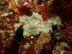 Eurylepta californica