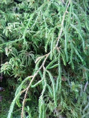 Selaginella oregana
