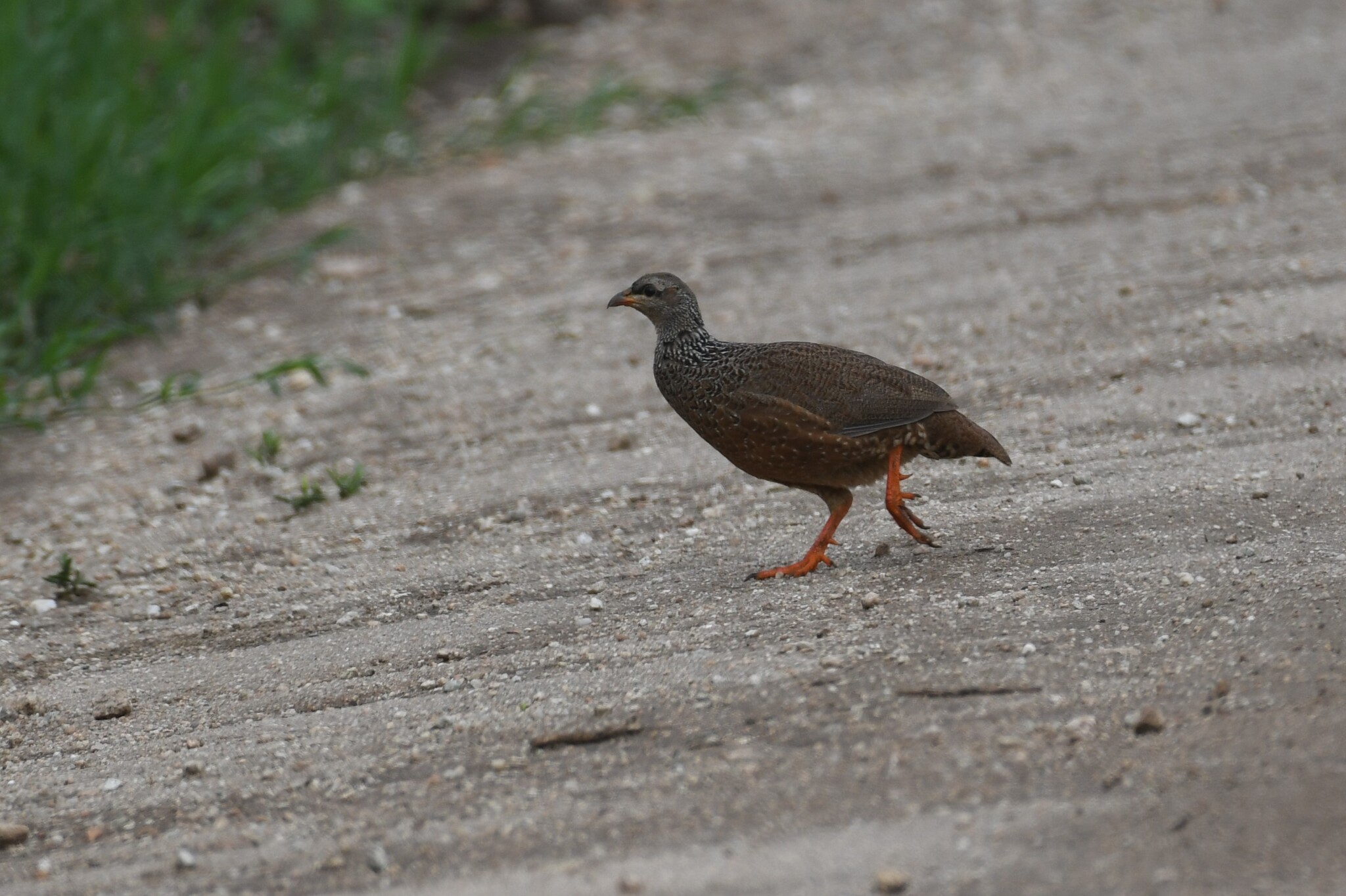 Hildebrandt's Spurfowl (Pternistis hildebrandti), photo 6