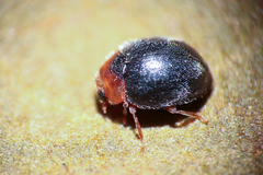 Scymnus rubromaculatus