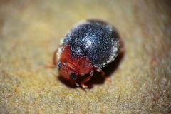 Scymnus rubromaculatus
