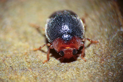 Scymnus rubromaculatus