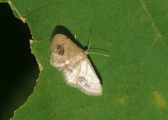 Idaea chotaria
