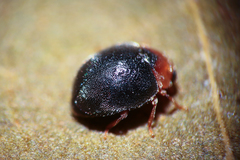 Scymnus rubromaculatus