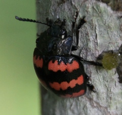 Platyphora rubropunctata rubropunctata