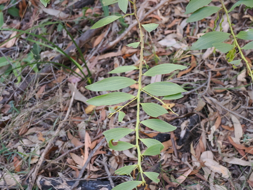 Image of Acacia complanata by (c) Lucas Christofides, some rights reserved (CC BY)