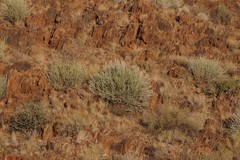 Euphorbia gregaria