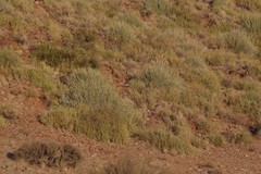Euphorbia gregaria