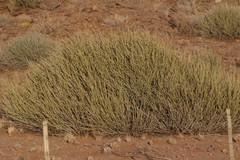 Euphorbia gregaria