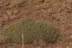 Euphorbia gregaria