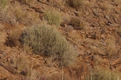 Euphorbia gregaria