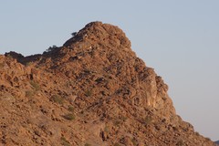 Euphorbia gregaria