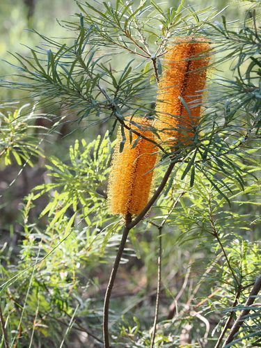 Banksia spinulosa