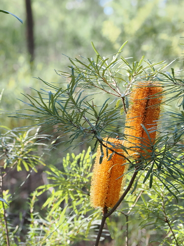 Banksia spinulosa