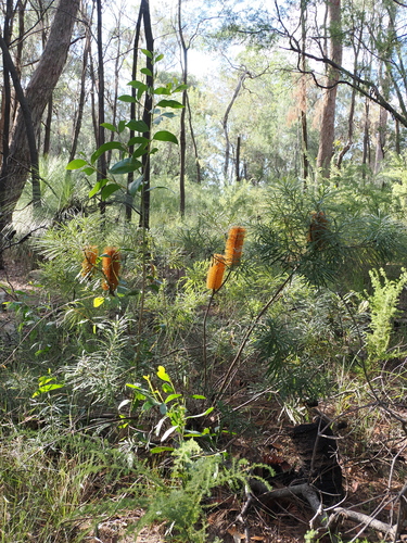 Banksia spinulosa