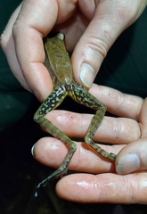 Julian's Frog photo 5