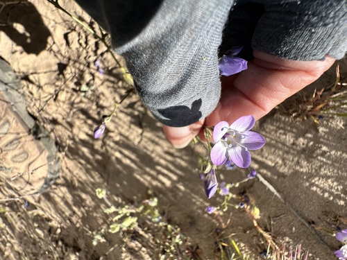 Broad-flowered Gilia (Gilia latiflora)