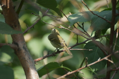Phylloscopus trochiloides