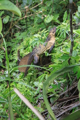 Hydrosaurus microlophus