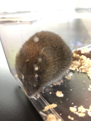 Clethrionomys glareolus