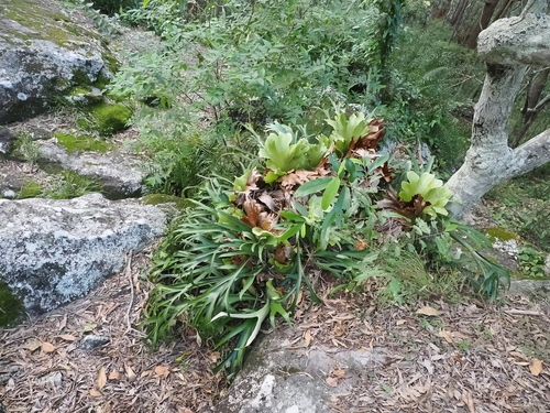 Platycerium bifurcatum