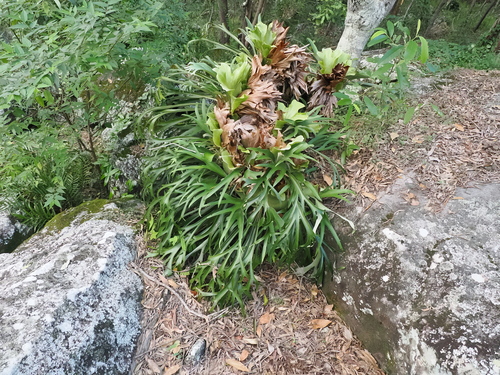 Platycerium bifurcatum