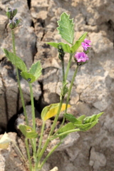 Cullen australasicum