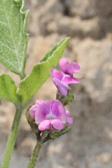 Cullen australasicum