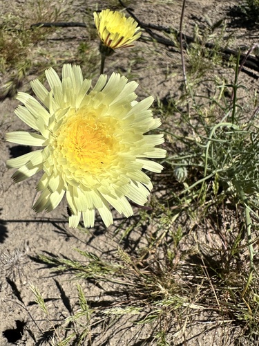California desertdandelion (Malacothrix californica)