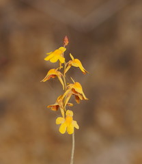 Utricularia chrysantha