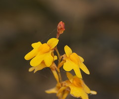 Utricularia chrysantha