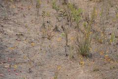 Utricularia chrysantha