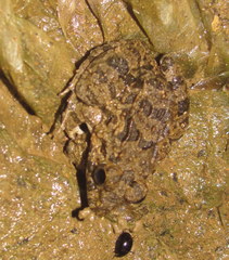 Fejervarya limnocharis