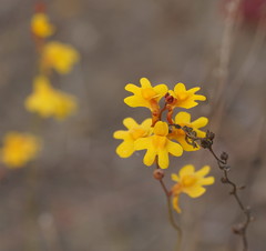Utricularia chrysantha