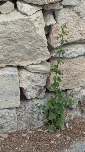 Image of Scrophularia peregrina by no rights reserved