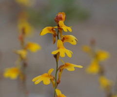 Utricularia chrysantha