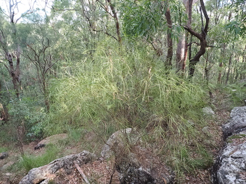 Image of Daviesia wyattiana by (c) Lucas Christofides, some rights reserved (CC BY)