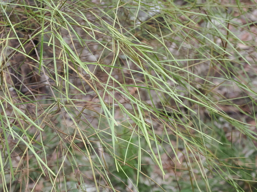 Image of Daviesia wyattiana by (c) Lucas Christofides, some rights reserved (CC BY)