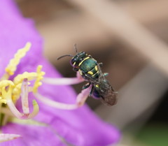 Palaeorhiza disrupta