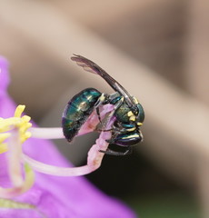 Palaeorhiza disrupta