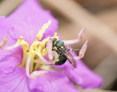 Palaeorhiza disrupta