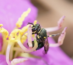 Palaeorhiza disrupta