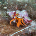 Cone Shell Hermit Crab - Photo (c) David R, some rights reserved (CC BY-NC), uploaded by David R