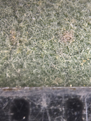 Quercus × munzii, photograph (c) klicklo, some rights reserved (CC BY)
