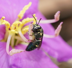 Palaeorhiza disrupta