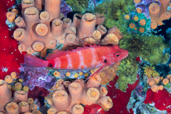 Redbarred Hawkfish photo 5