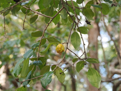 Image of Petalostigma pubescens by (c) Lucas Christofides, some rights reserved (CC BY)