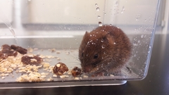 Clethrionomys glareolus