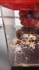 Clethrionomys glareolus