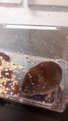 Clethrionomys glareolus